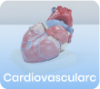 Cardiovascular